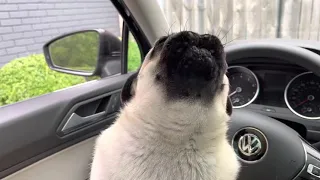 Pug howling