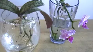 Phalaenopsis Week 1: Transfer Orchids to Water Culture