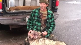 Hayward Man Traps Wolf