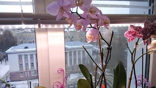 Простая и удобная подсветка для орхидей и комнатных растений!