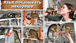 Язык показывать нехорошо. За это можно и по губам! Monkey raises a girl.