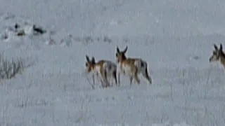 Glassford Hill Pronghorn in the Snow, Prescott Valley, AZ (1)