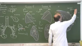 Thorax 8 - Trachée, bronches, poumons, plèvre (cours 2021)