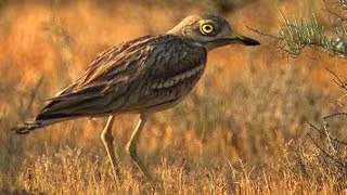 Авдотка (Burhinus oedicnemus) | Film Studio Aves