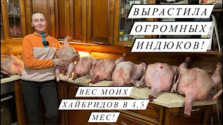 Наша насыщенная жизнь в деревне! Вес поросят в 14 дней! С нами не соскучишься!