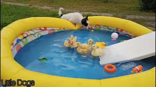 Утята в бассейне. Ducklings in the pool . プールのアヒルの子