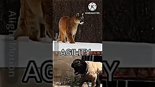 Cougar vs Kangal #shorts #viral #wildlife