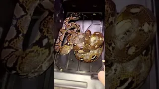 Reticulated Python Eats Huge Rat