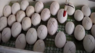 Закладка гусиных яиц в домашний инкубатор 19.03. 17.