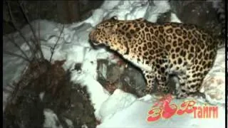 Дальневосточный леопард / Amur Leopard