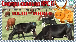 Сколько коров в стаде бедная Сибирская деревня нет богатая ?