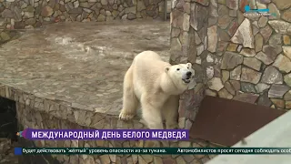 Международный день белого медведя: поздравим медведицу Хаарчаану её любимой свёклой