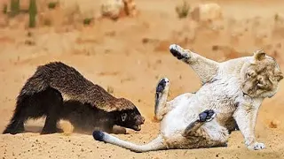 The Leopard and Honey Badger Shows Who's The Boss