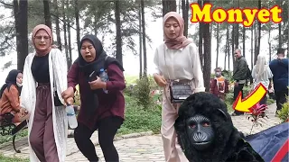 Monkey prank funniest || Wanita ini menjerit histeris