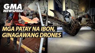 Mga patay na ibon, ginagawang drones | GMA News Feed