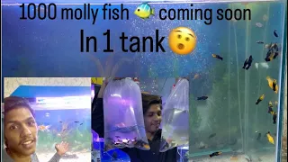 200 molly fish 🐠 leli 🫨 #fish #mollyfish #tank #aquarium #pets #petfish #trending #vlog