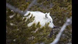 Senior Biologist Doug Smith talks about the Canyon Pack's alpha female wolf
