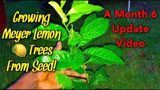 Growing Meyer Lemon Trees From Seed! | Day 180