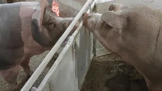 Циган-привид‼️Це танк,а не свиня ‼️11 міс.🐖Тумбочка на нерест в більшу клітку,бо не влазить‼️