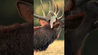 Bull elk bugling up close