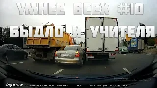 УМНЕЕ ВСЕХ #10. БЫДЛО И УЧИТЕЛЯ НА ДОРОГЕ