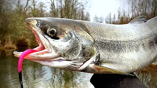 WINTER Salmon & Steelhead Fishing | Washington 4K