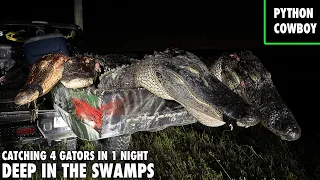 Hunting Alligator Deep In The Swamps Of South Florida