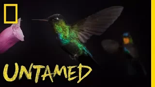 Ever Wondered What a Hummingbird Looks Like in Slow Motion? | Untamed