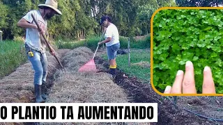 Por aqui o PLANTIO segue a todo VAPOR! Mais uma REMESSA de Salsinha e Cebolinha na TERRA. 🌱