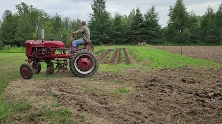 Farmall Cub hilling potatoes 2023. #farmallcub#farmall#potatoes#tractor#