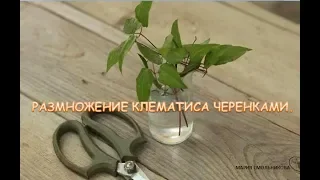 Размножение клематиса черенками .