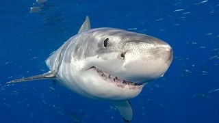 Большая белая акула (лат. Carcharodon carcharias)