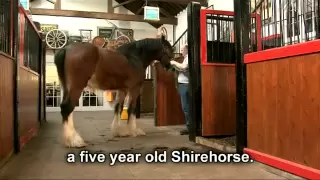 The Shire Horse, grooming and tacking
