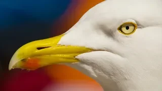 A Seagulls Unbelievable Eyesight | Nature's Boldest Thieves | Earth Unplugged