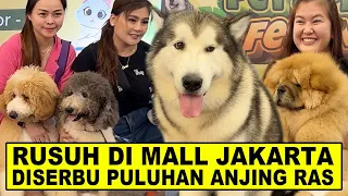 Rusuh !!! Mall Diserbu Anjing Anjing Ras Ukuran Raksasa