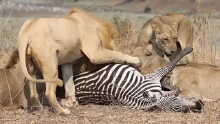 Lions Eating Zebra Alive