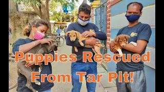 Puppies Rescued From Tar Pit!