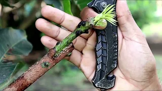 Amazing grafting mango plant with result