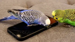 Budgies debate over an iPhone + Talking budgie/parakeet/parrot activates Siri
