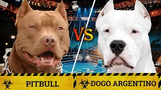 Pitbull vs Dogo Argentino | Dogo Argentino vs Pitbull| Battle between two vicious dogs |Billa Boyka|