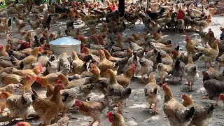 Taking care of chickens on a rainy day, how to disinfect the chicken environment - Chicken Farm