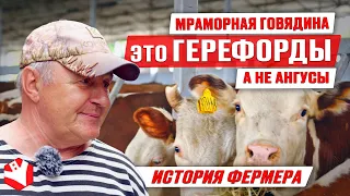 Мраморная говядина | Герефорды | Содержание и откорм бычков | Мясное скотоводство