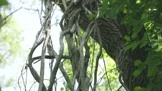 Invasive Round Leaf Bittersweet