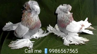 #super#birds#pigeon   ,all Bukhara pigeon sale, top quality Bukhara pigeon,#birds #super