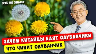 Тайное оружие Китайцев от Сотни Болезней! Что чинит Одуванчик...