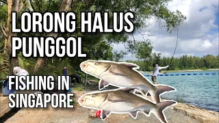 Surfcasting at Lorong Halus/Punggol End | Fishing in Singapore