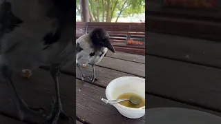 Невероятная ворона!/ incredible crow!😳