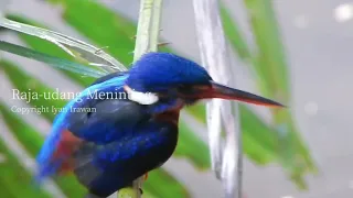 Burung Raja-udang Meninting (Alcedo meninting) Blue-eared Kingfisher