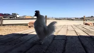 Rooster Crowing In Slow Motion