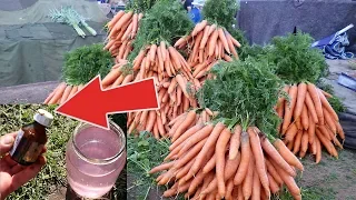 Морковь с ума сходит от этой подкормки в июне июле! Чем подкормить морковь чтобы выросла крупная?